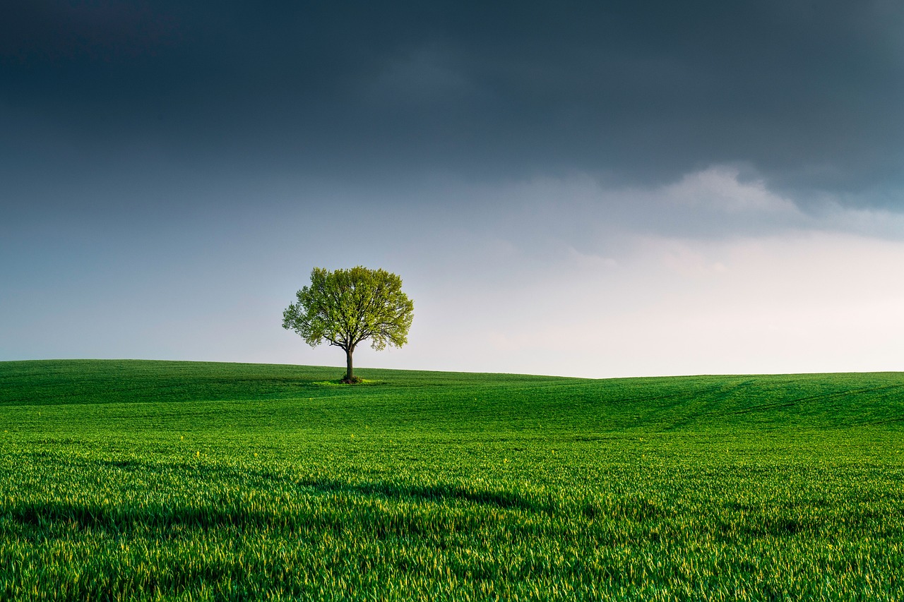 découvrez l'importance de la protection de l'environnement, les défis actuels et les solutions pour un avenir durable. informez-vous sur les initiatives écologiques, les énergies renouvelables et comment chacun peut contribuer à la préservation de notre planète.