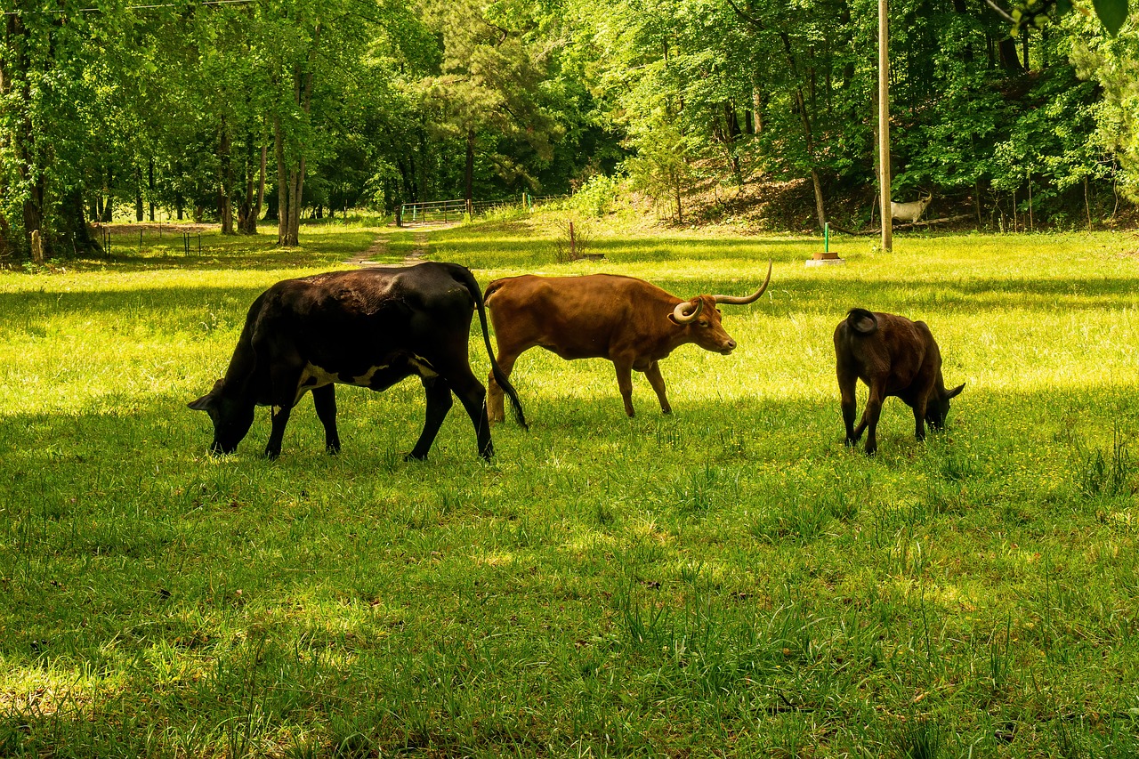 découvrez l'empreinte carbone, un indicateur clé de l'impact environnemental de nos activités. apprenez comment mesurer, réduire et compenser votre empreinte pour contribuer à un futur plus durable.