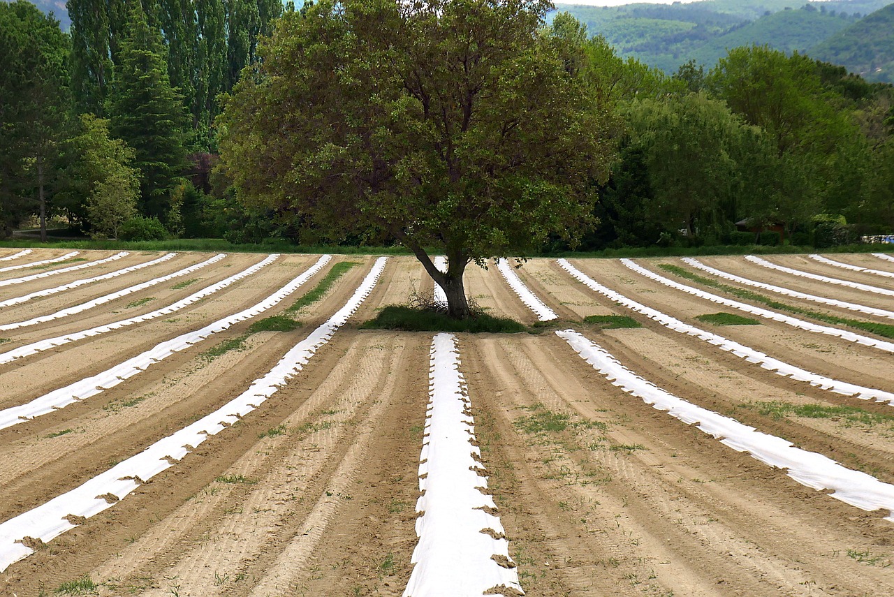 découvrez l'agroécologie, une méthode de production agricole durable qui allie des pratiques respectueuses de l'environnement et des savoir-faire traditionnels pour une agriculture plus responsable et résiliente.